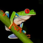 Night Walk La Fortuna