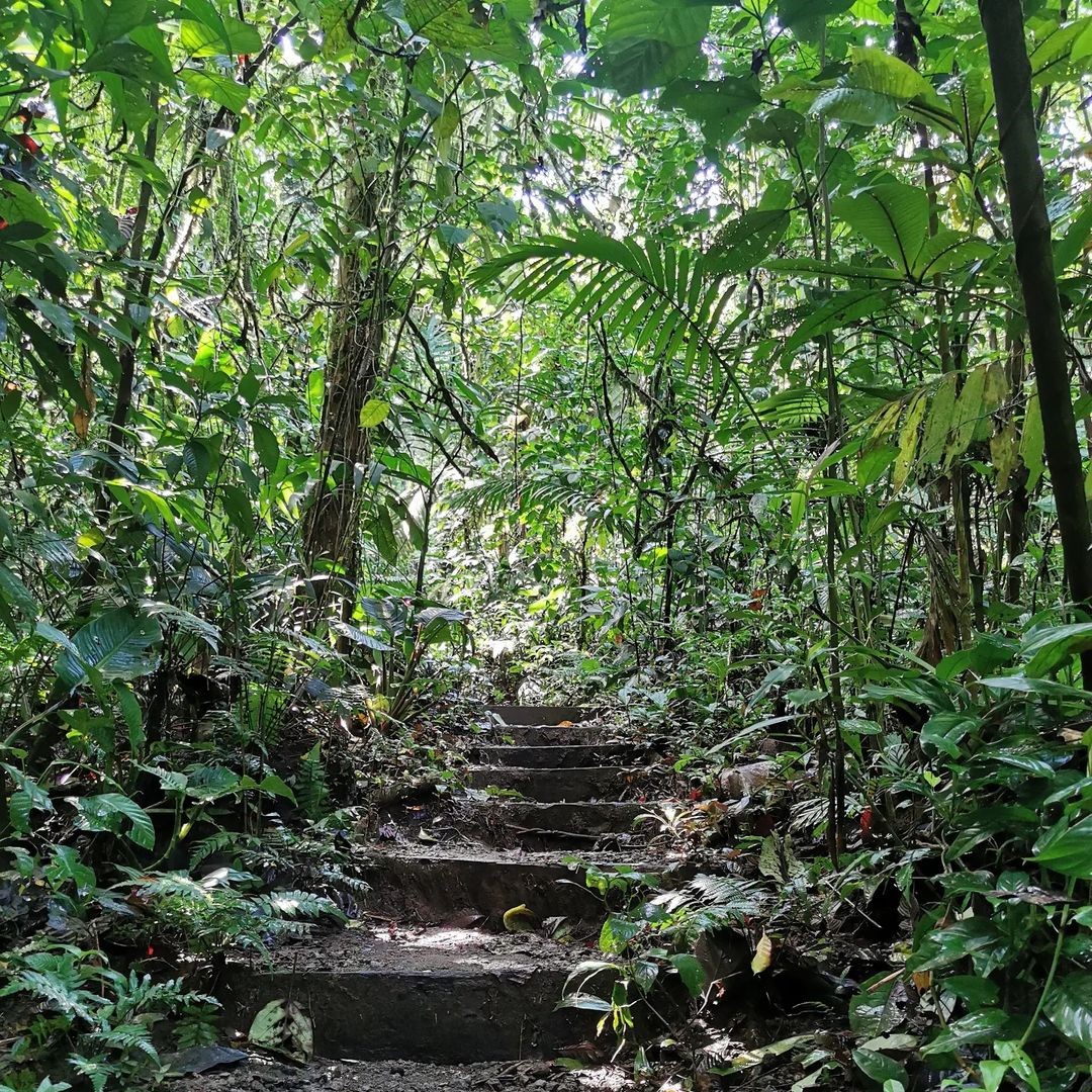 Sendero Del Volcán Arenal
