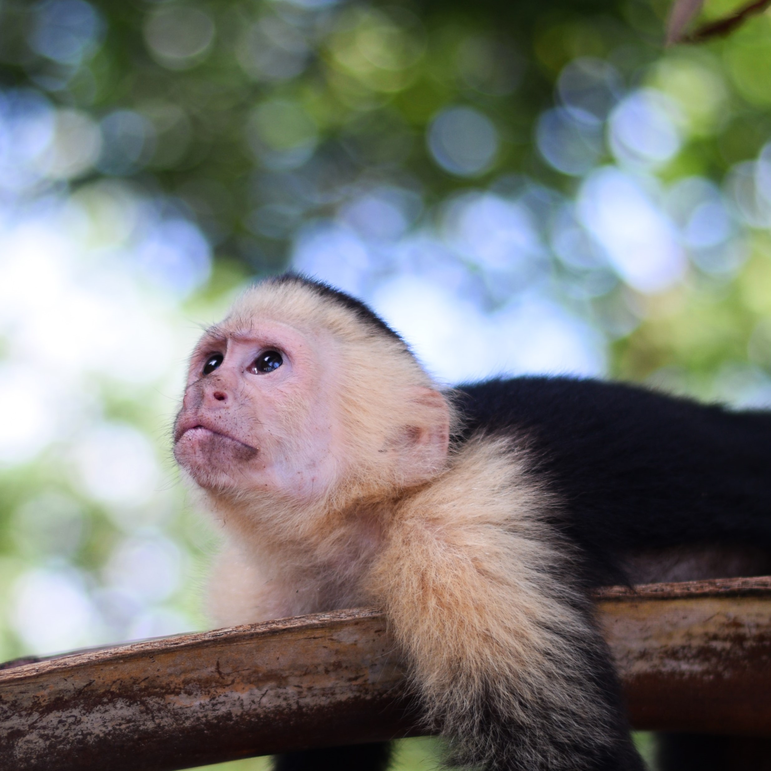 Wildlife Safari 3